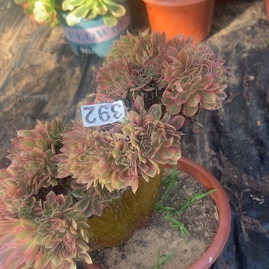 洋***洋多肉植物一个斑斓