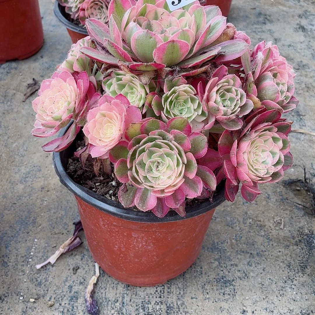 无花朵小*猪多肉植物荔枝寄养384