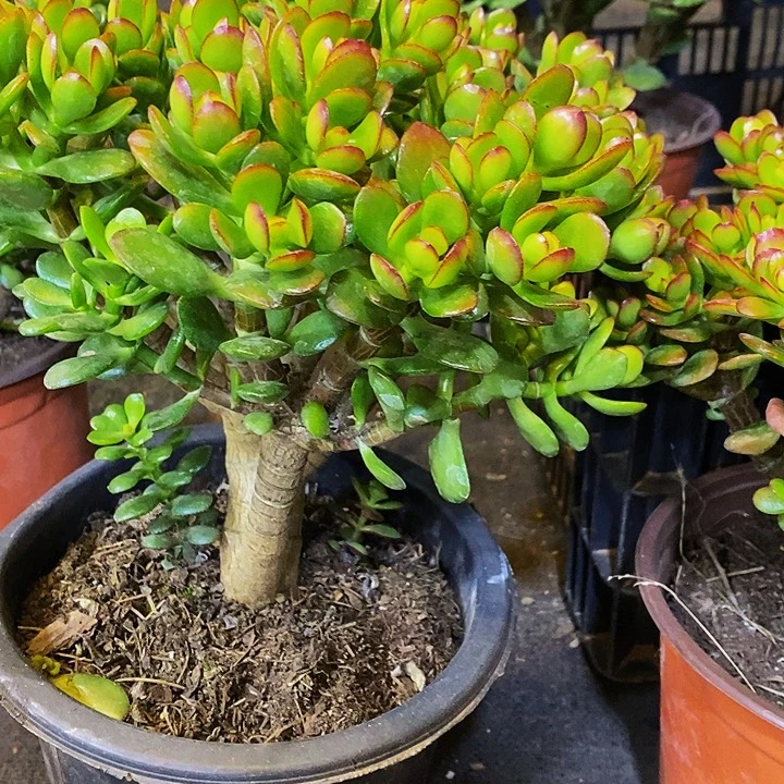 姬红花月一物一拍多肉植物