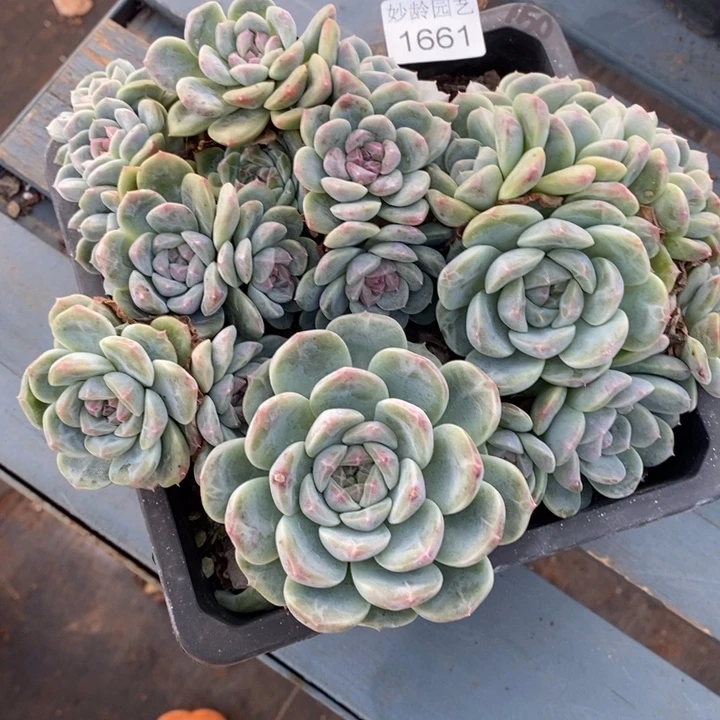 咖***辣1661杂交老桩基地～18厘米