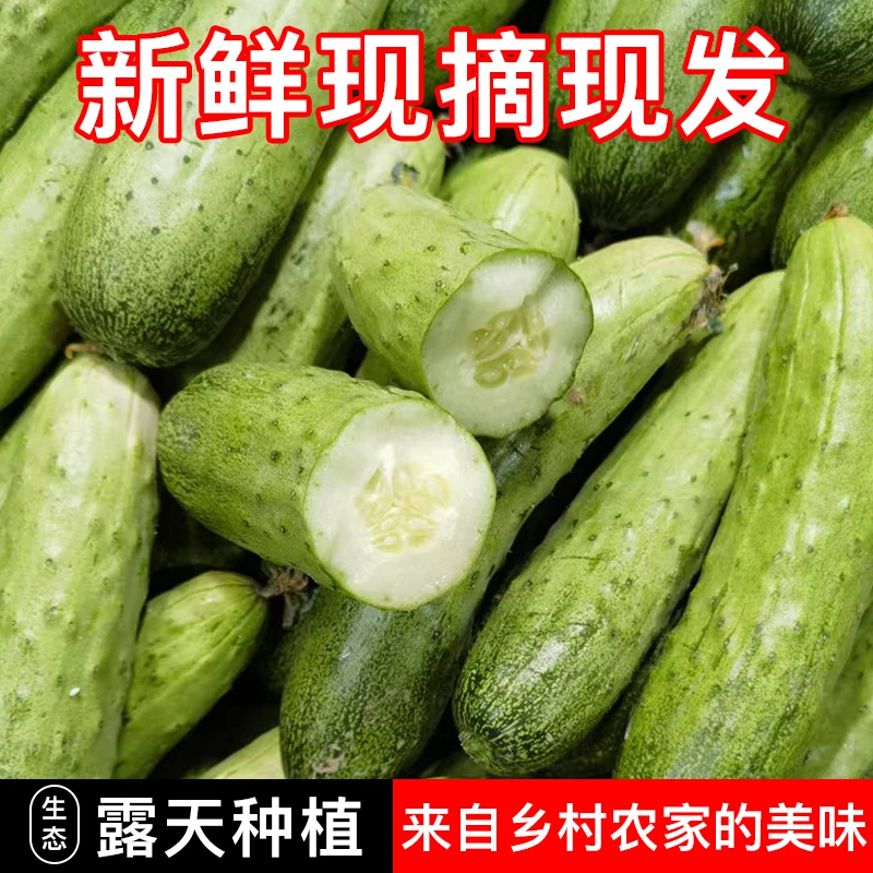 正宗湖北新鲜嫩黄瓜露天种植旱黄瓜现摘现发时令新鲜蔬菜夏季水果