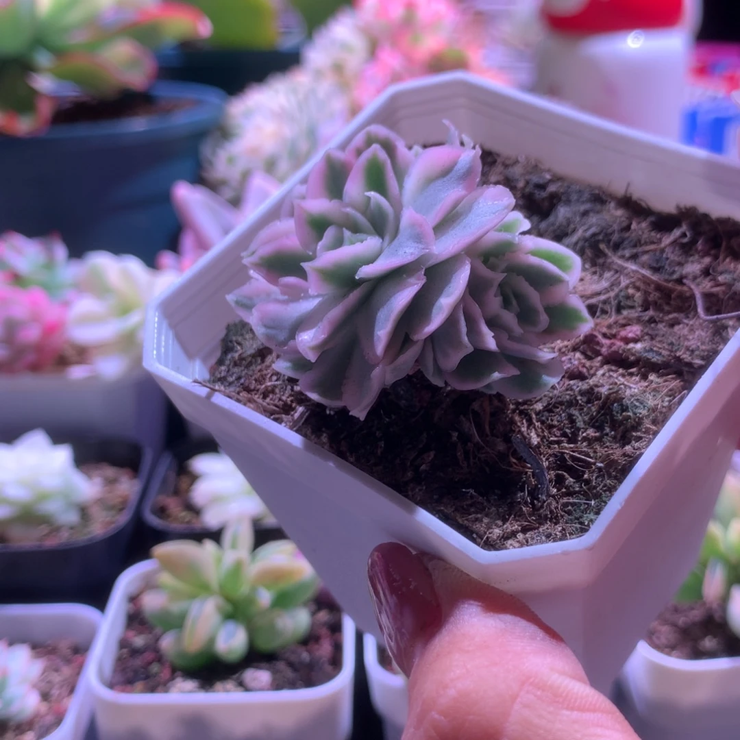 紫蝴蝶覆轮锦双头有根