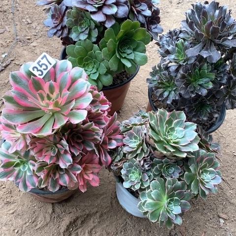 357四颗法师多肉植物