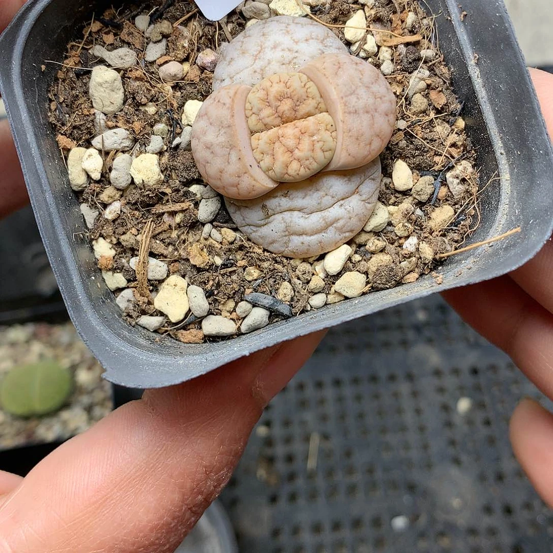 C423多肉植物保护研究所