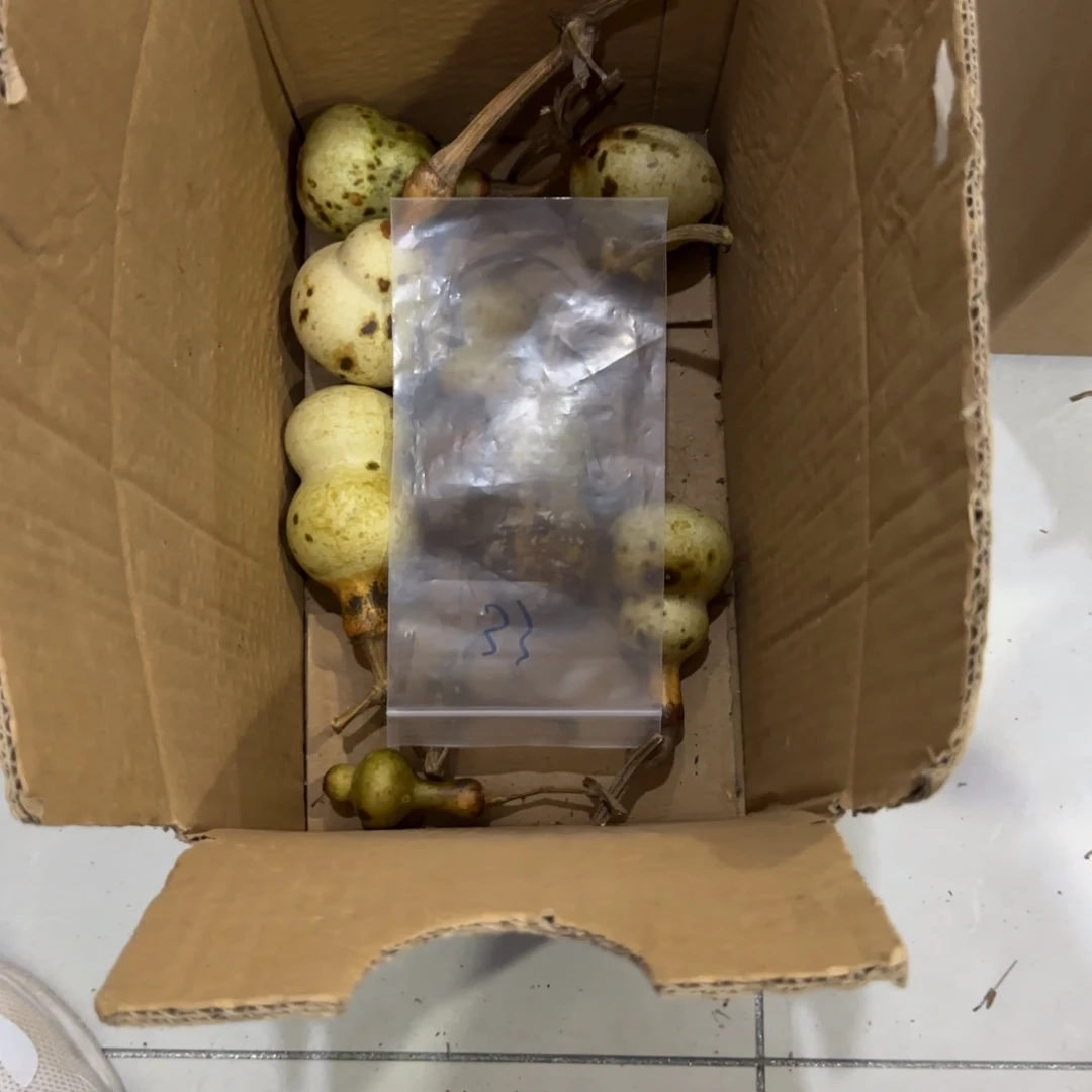風***湧葫芦赶紧喝CVG好好VVV不拿