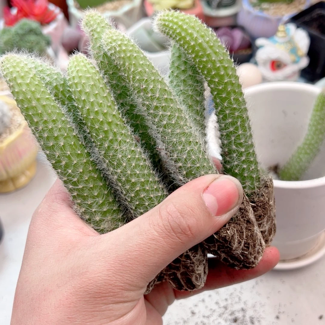 10颗九尾狐多肉植物