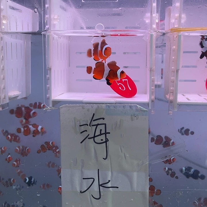 海水鱼精品公子小丑鱼