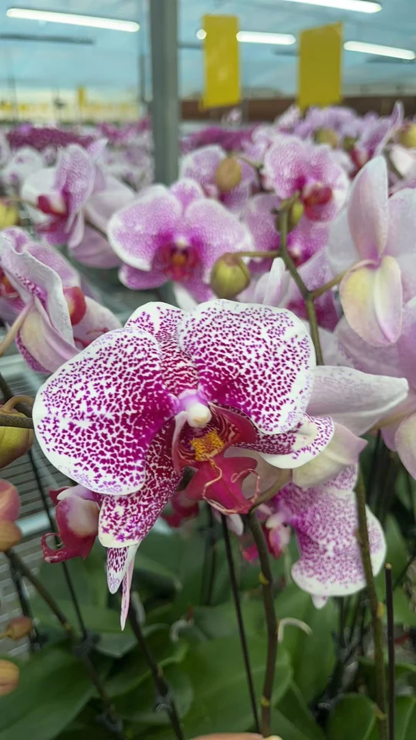 【枫叶】蝴蝶兰鲜花盆栽