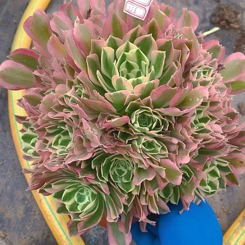 126雨花石多肉植物