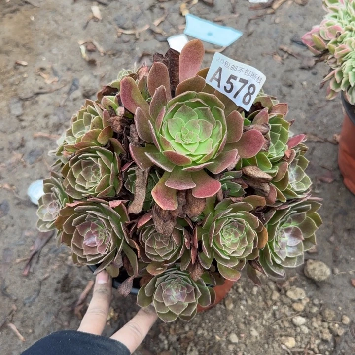 赤焰莲……多肉植物……