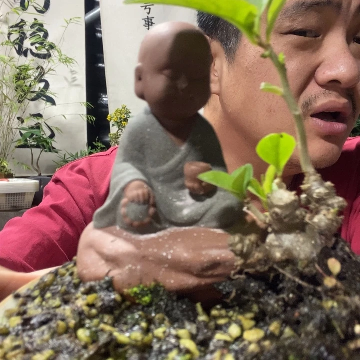 以实际为准盆景绿植绿植10