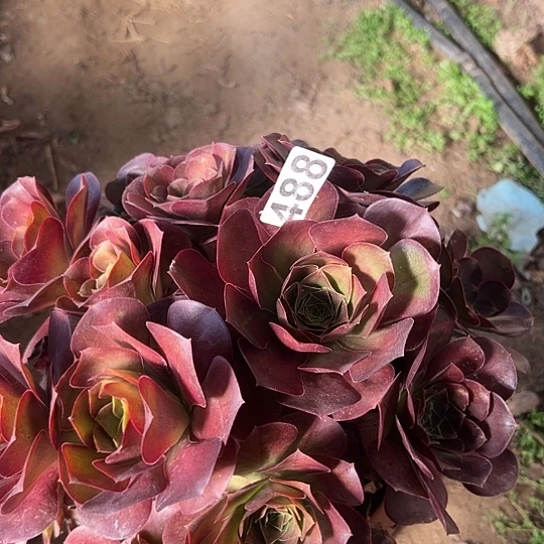 多***园多肉植物一个美金