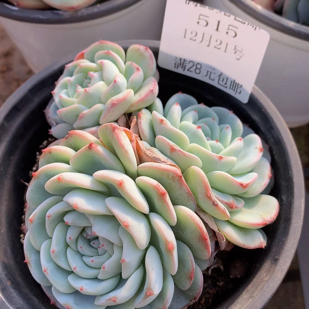 【闪购商品】云515号