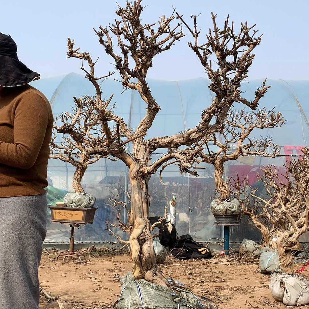 金银花22255885669