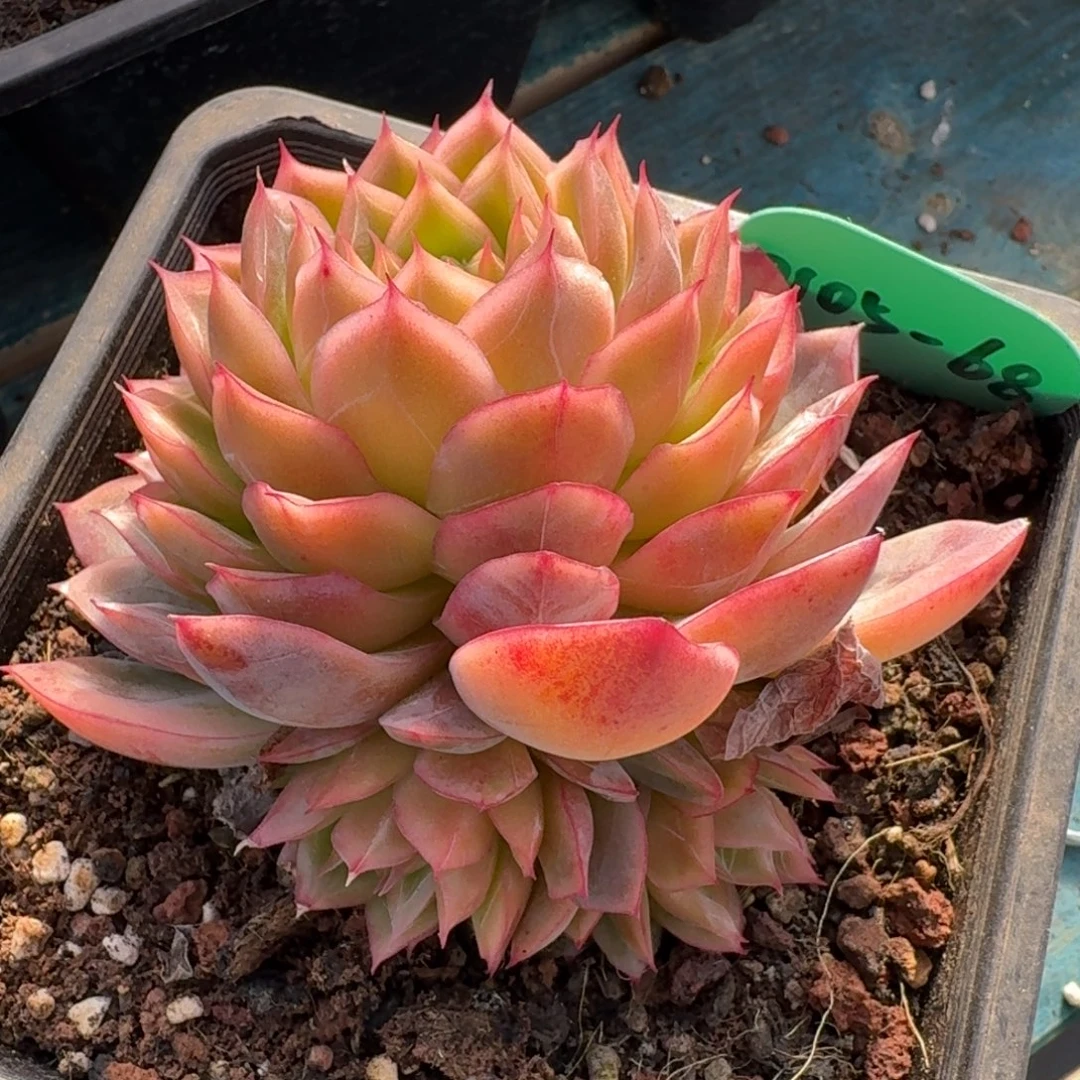 从前慢多肉精选编号0105.68