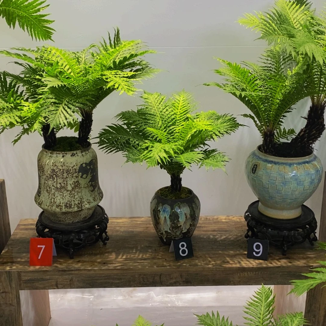 无花朵小****缪桌面款式