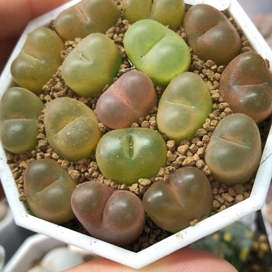 1204，1.4厘米左右母本