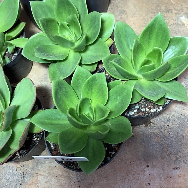 0910-直播福利花木兰