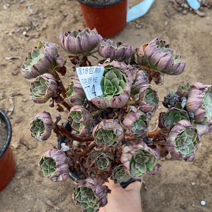 774万拉丝手捧1号棚