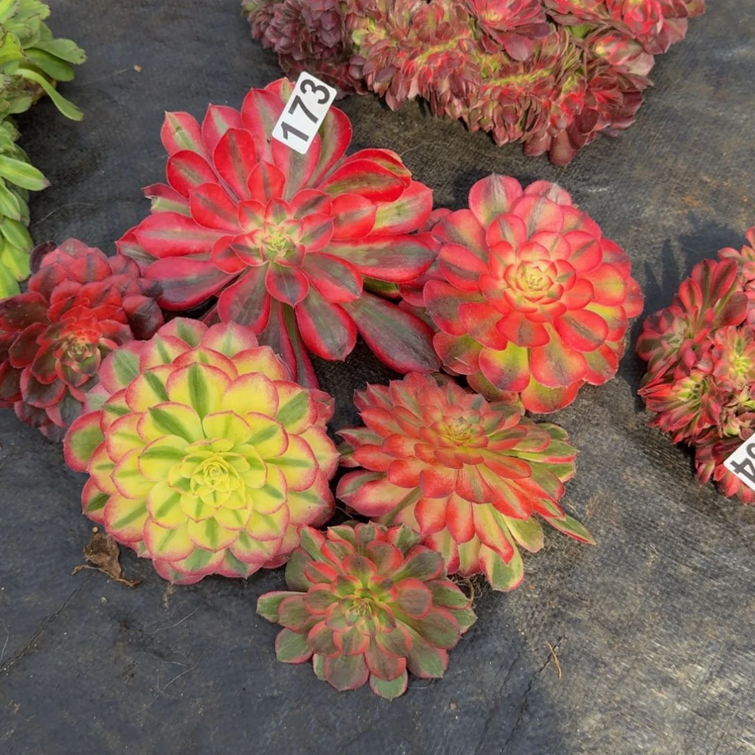 173多肉植物6颗一组量拍