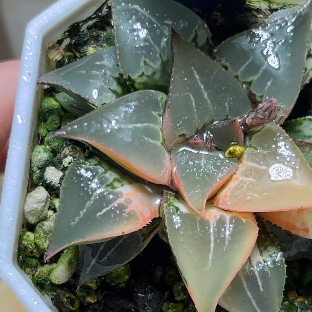 恭喜发财大吉大利795