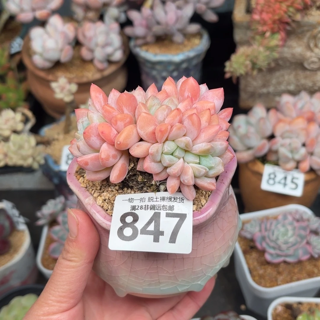 芙丽朵无盆土发货