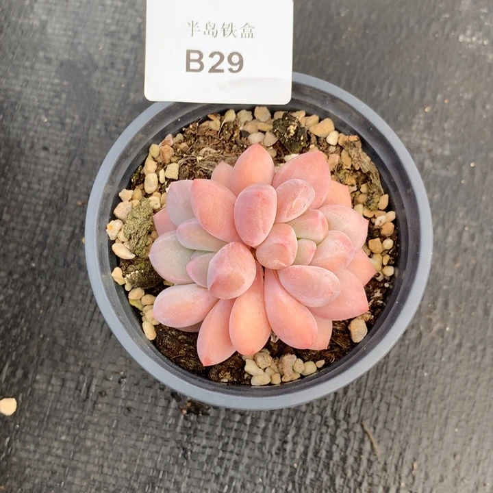 青*✿19号下午场，29号一颗