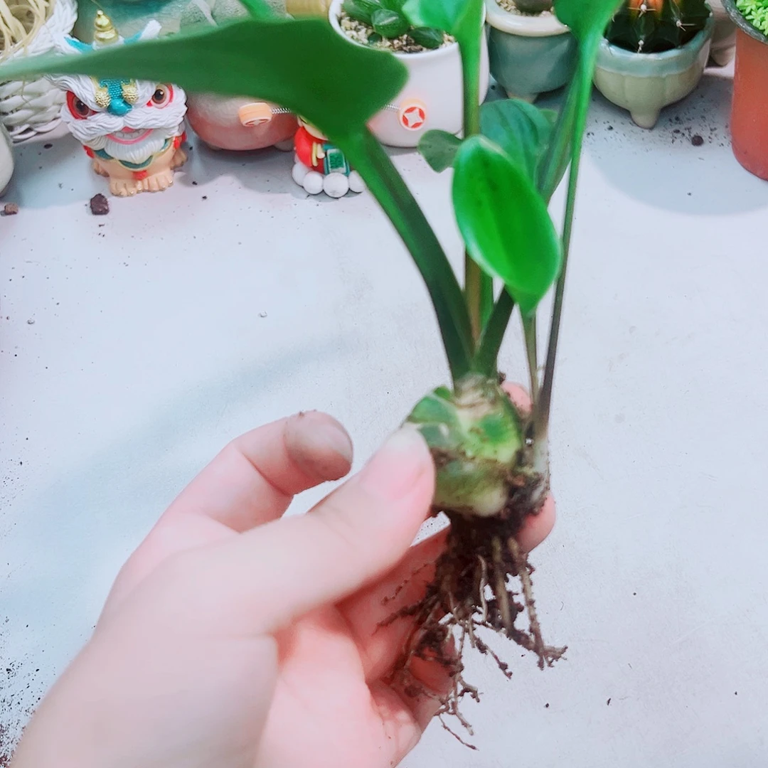 油点百合多肉植物