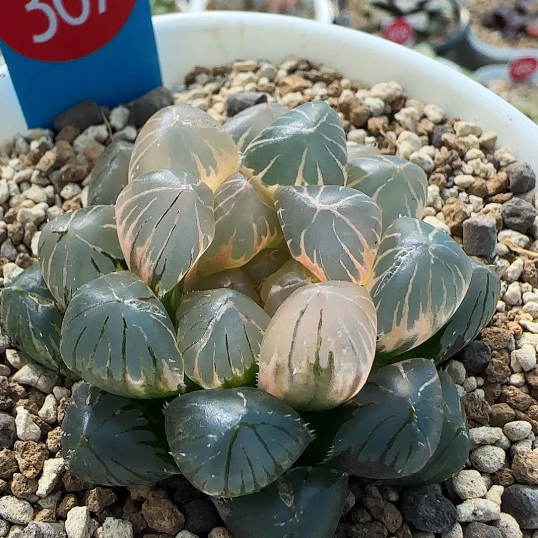 367号糊斑OM玉露锦一物一拍带盆土