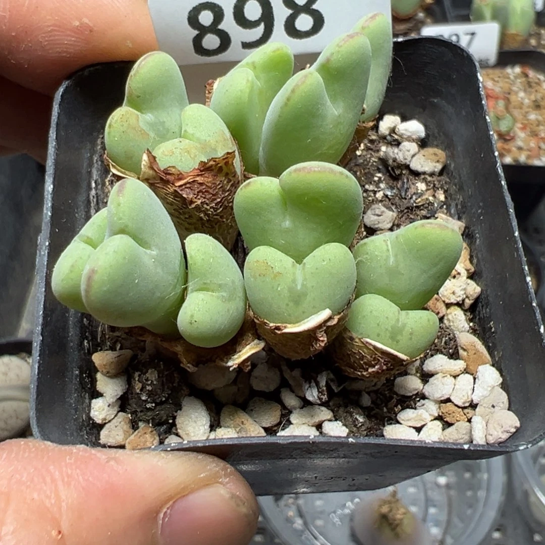 【闪购商品】 898。