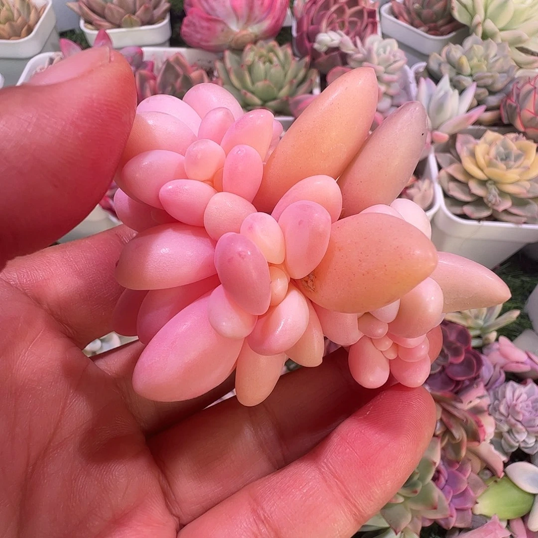 一***坏多肉植物多肉植物