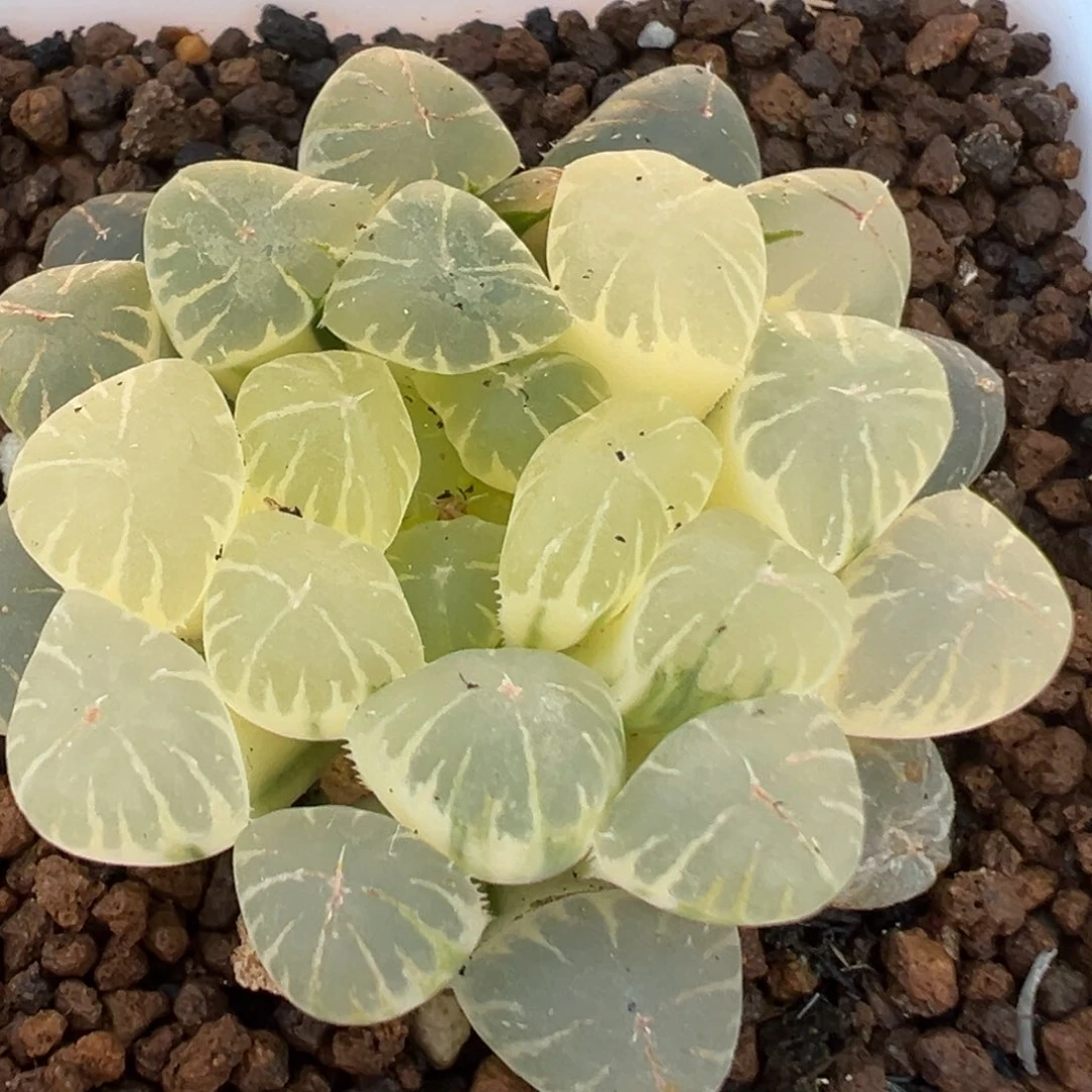 32多肉植物百科植物