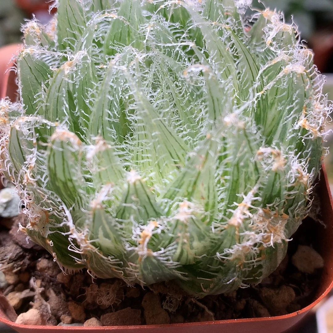 钢丝球玉露锦带盆土发货