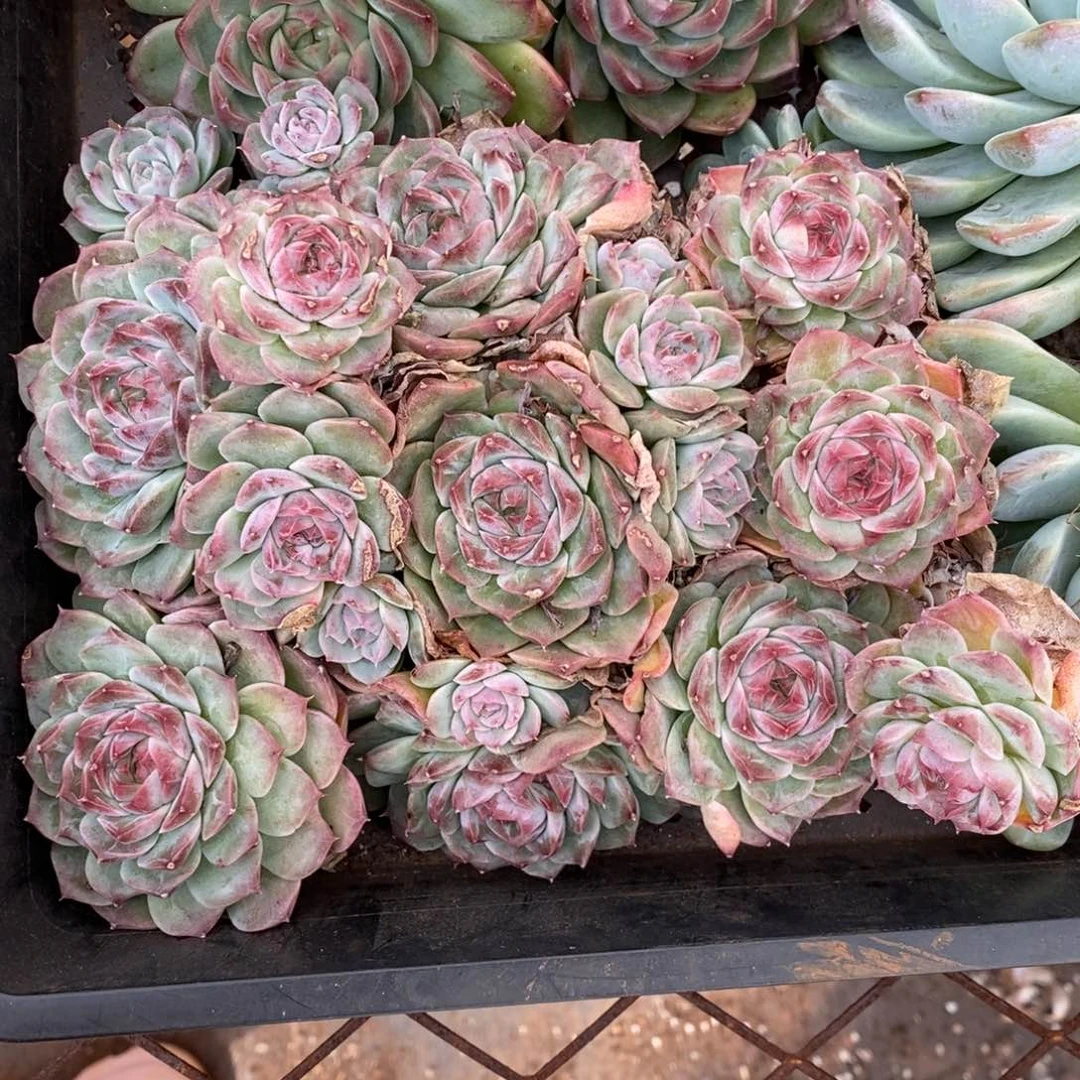 杂交精品多肉~模特