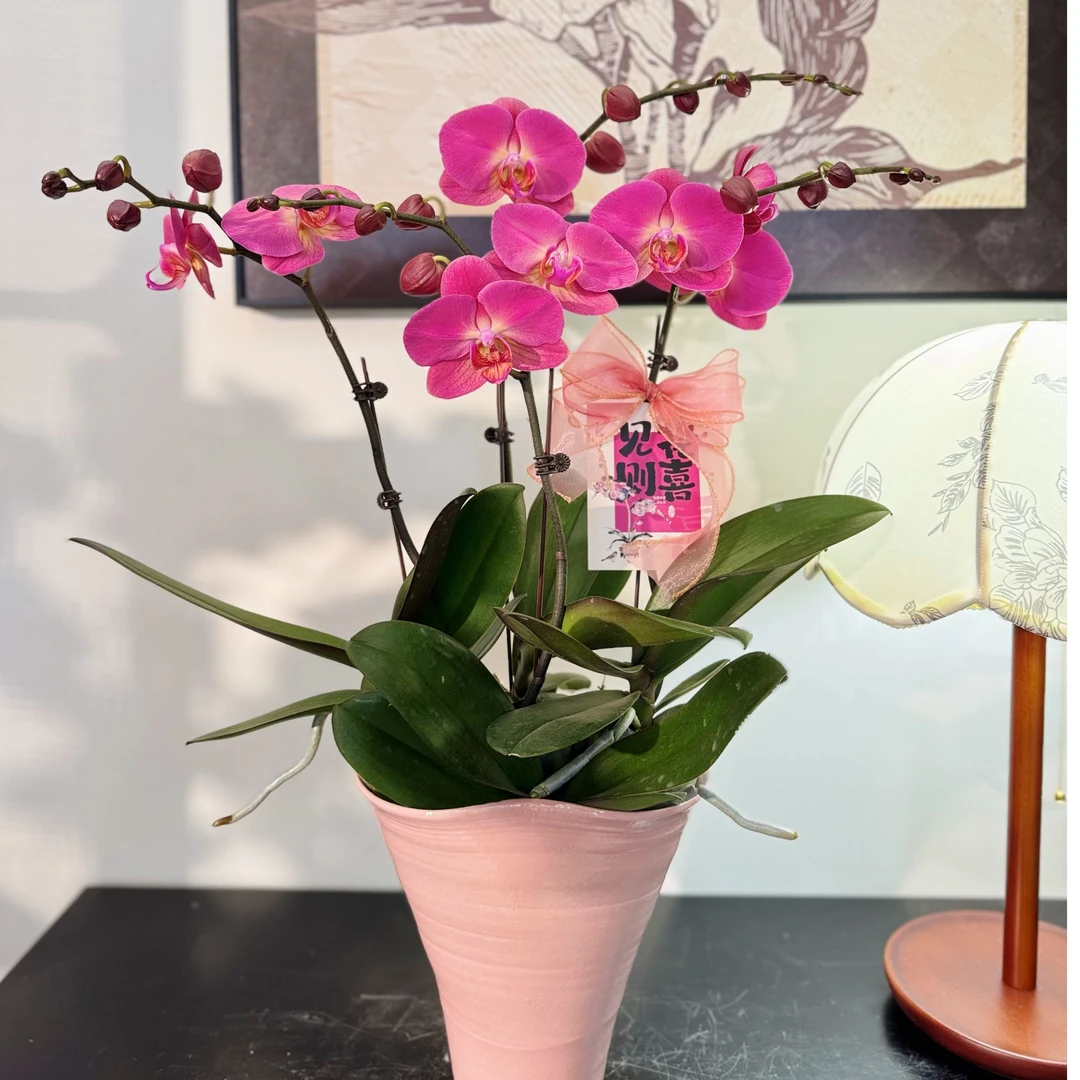 [红苹果]蝴蝶兰 玫红色系 半蜡质大花型 耐养高级蝴蝶兰