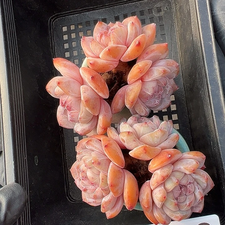 3096，俩个三头星影带盆