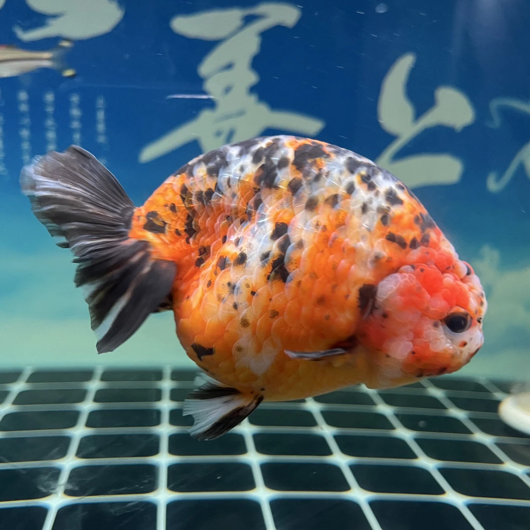 兰寿金鱼冷水观赏鱼苗活体好养耐活招财鱼苗
