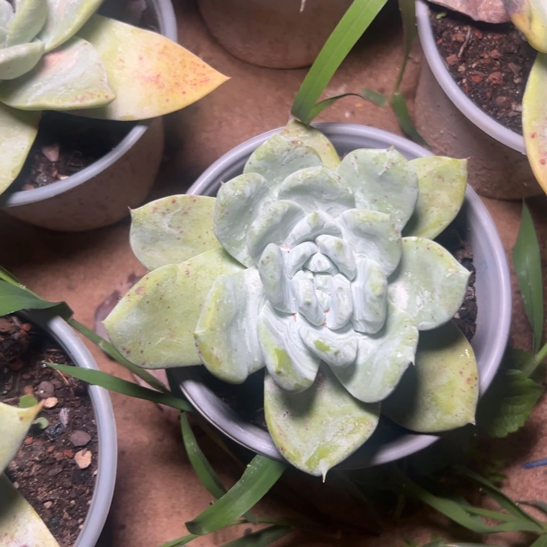 锦宸多肉一物一拍11415