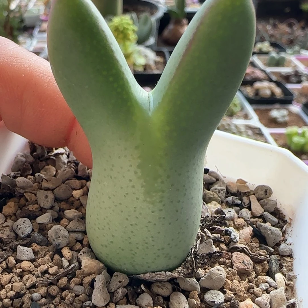 方*挤脱土28包邮26783