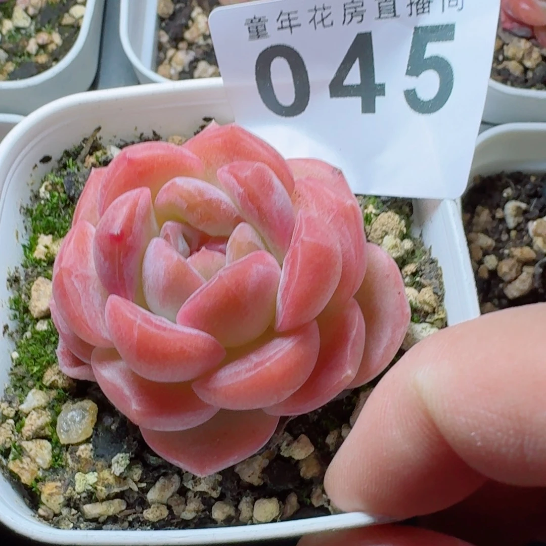 啵啵          开播福利