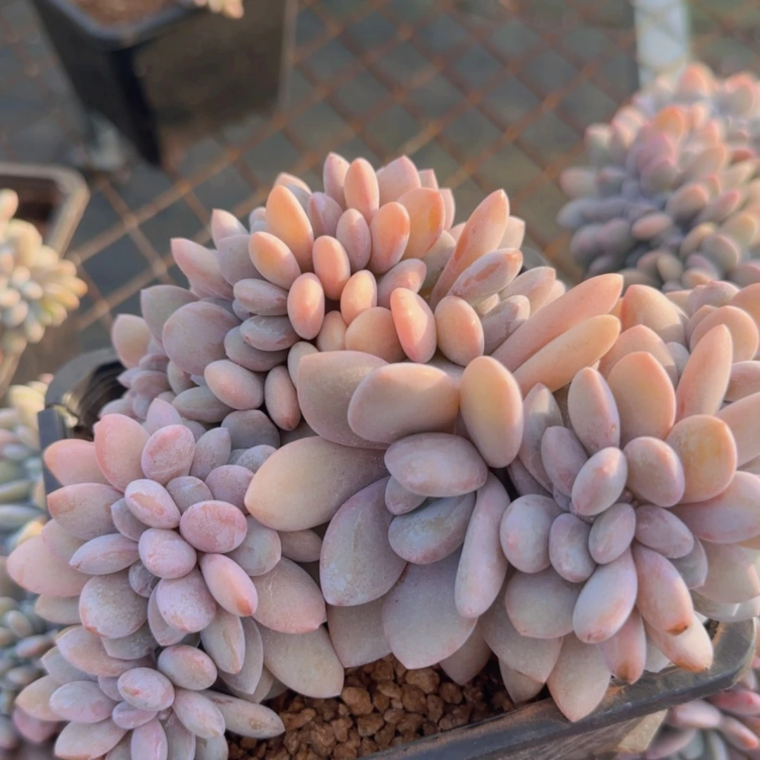 【闪购商品】粉兔缀9.9