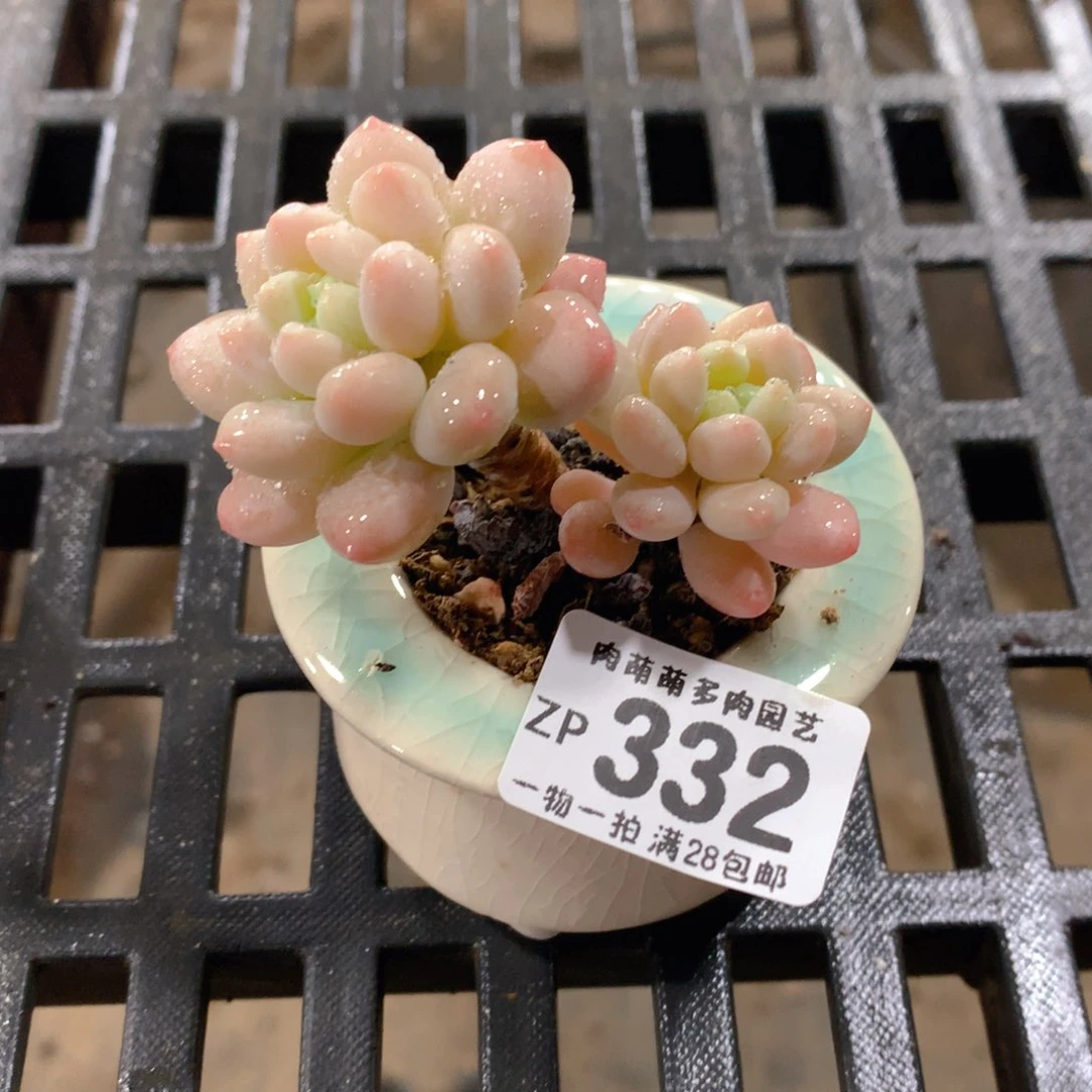 肉萌萌拇指盆精控多肉ZP332