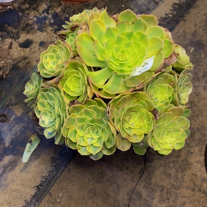 雨荷多肉断头不包4509