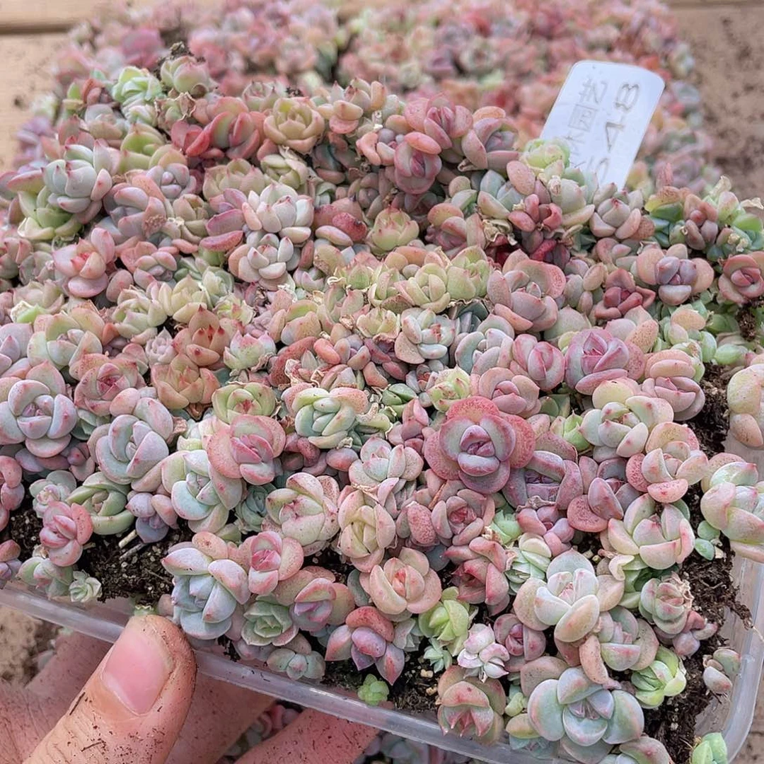 闪****思多肉植物多肉植物548
