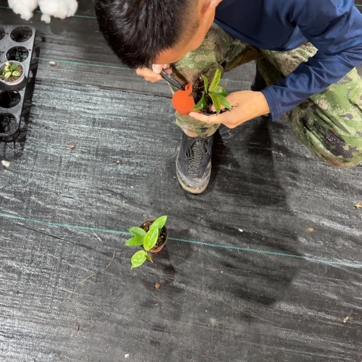 桃***子完全开放小苗两棵球兰