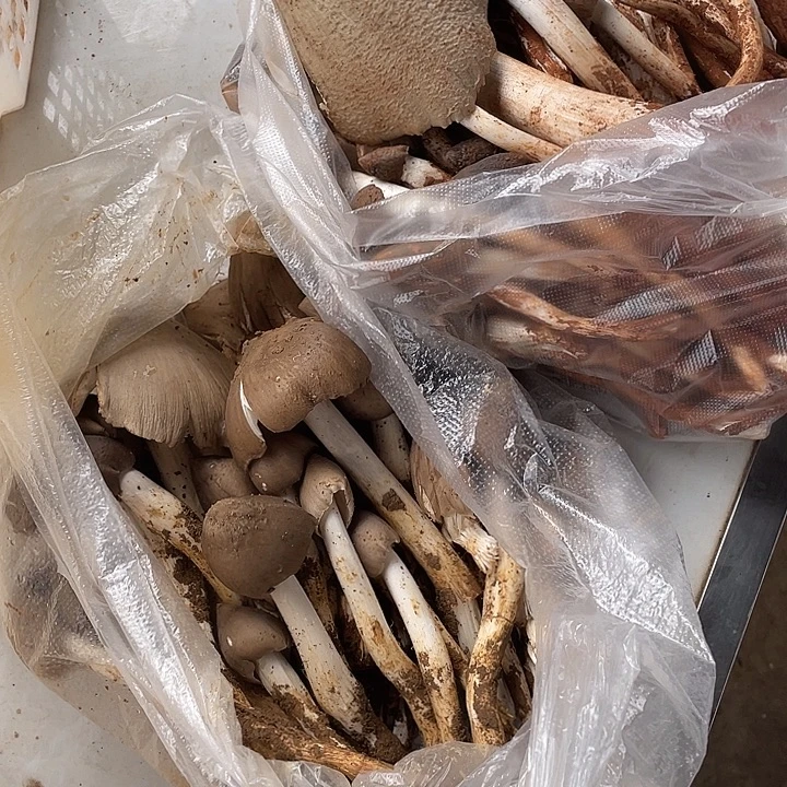 唐***）中国大陆石屏县鸡纵菌中国大陆