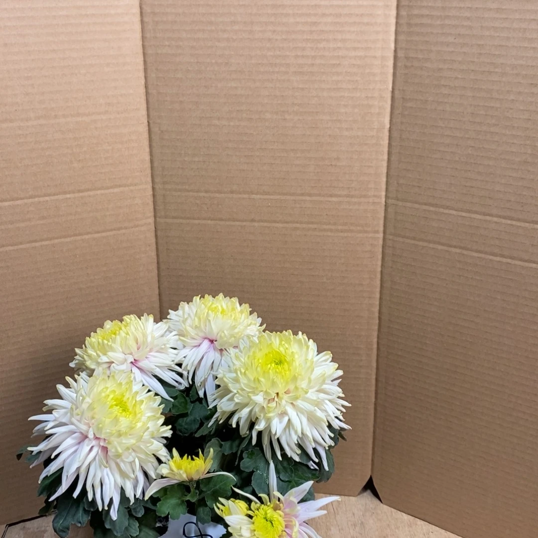 完全开放00000000228