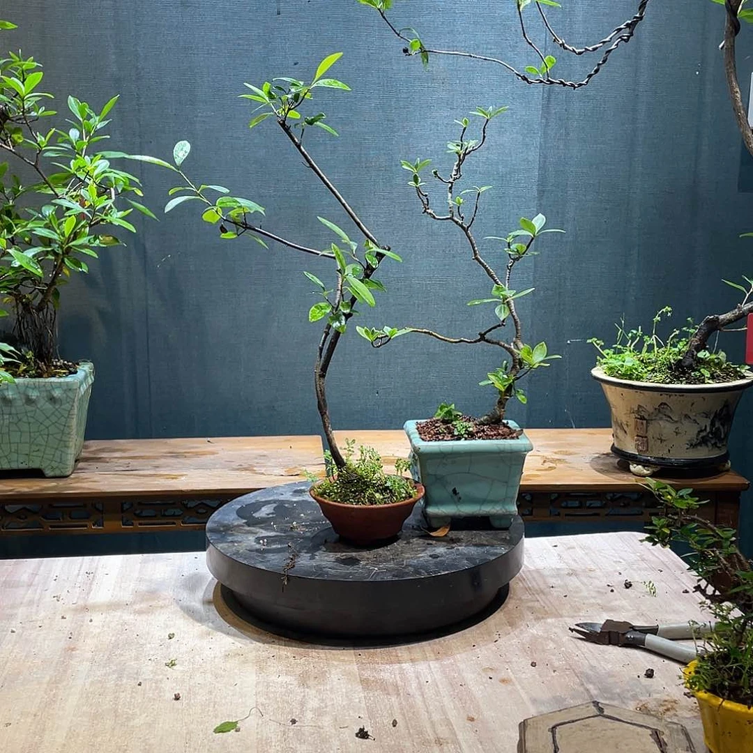当前无花栽培后可以开花?*霖