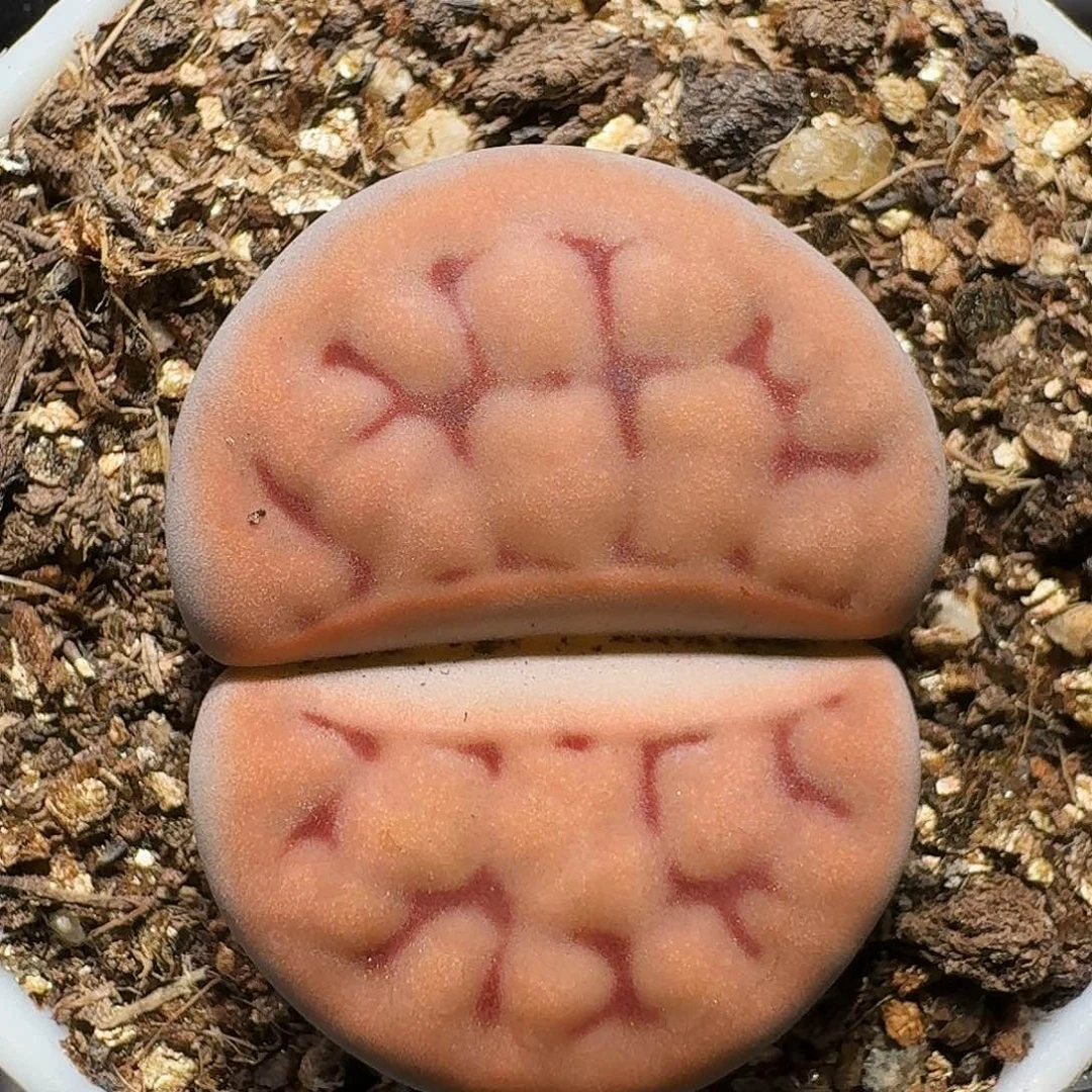 三*糖生石花等植物1111111。   191