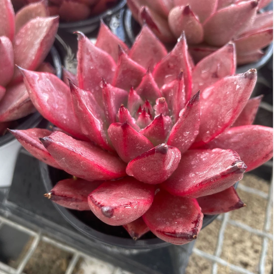 大单头罗密欧多肉植物花卉1颗【带盆带土】